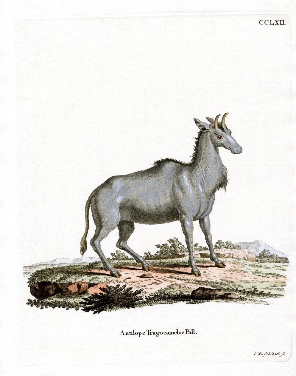 Nilgai de German School