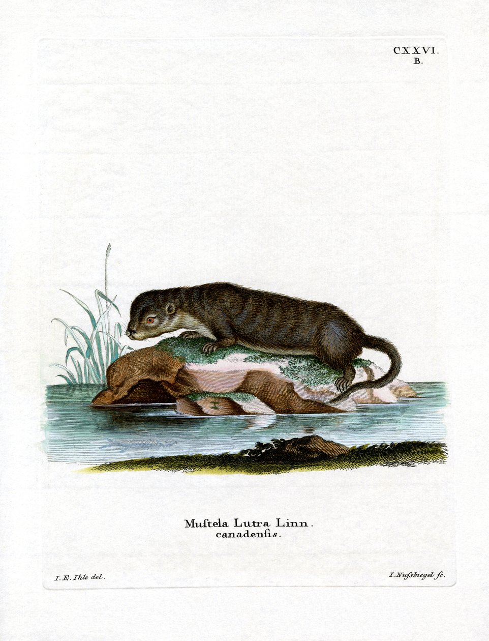 Nutria norteamericana de German School