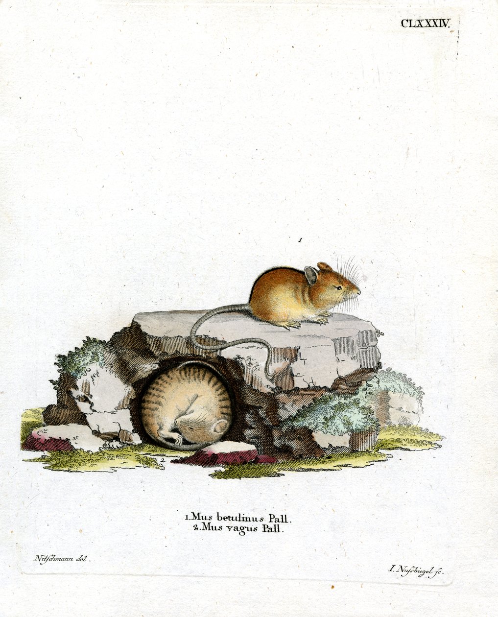 Ratón abedul del norte de German School