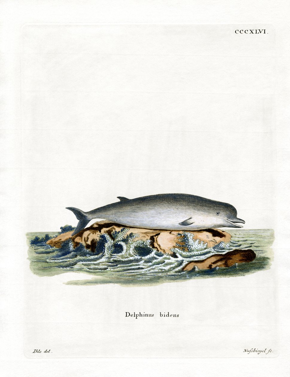Ballena Nariz de Botella del Norte de German School