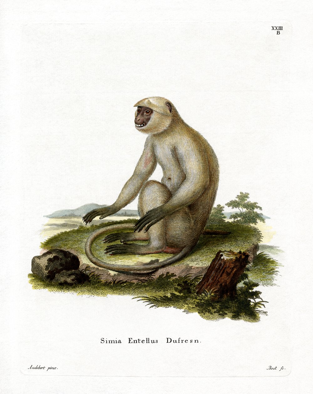 Langur Gris de las Llanuras del Norte de German School