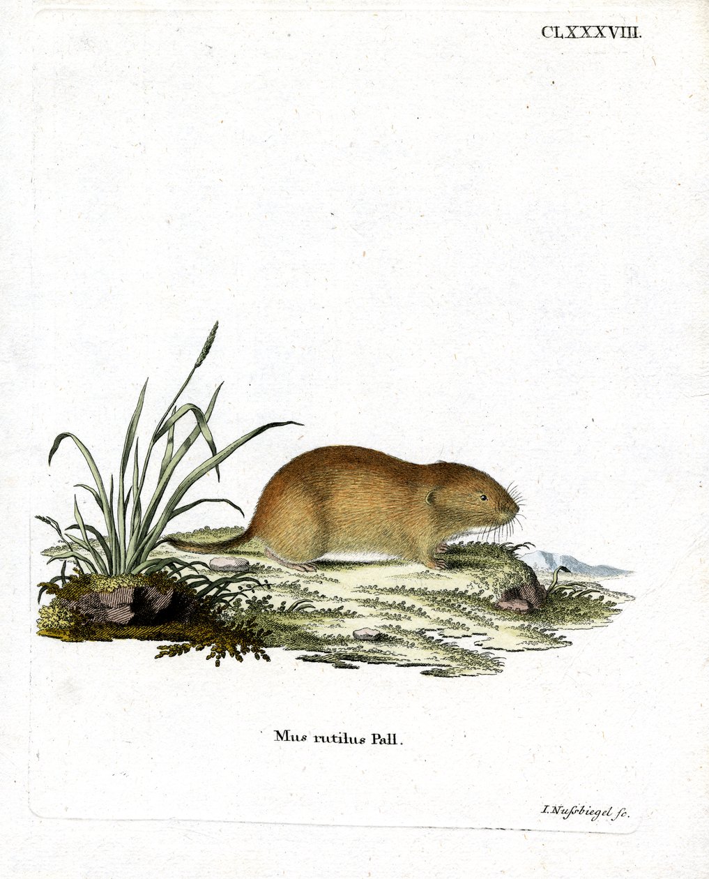 Vole rojo del norte de German School