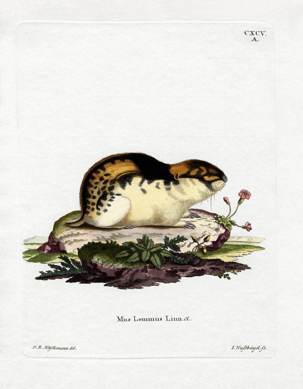 Lemming de Noruega de German School