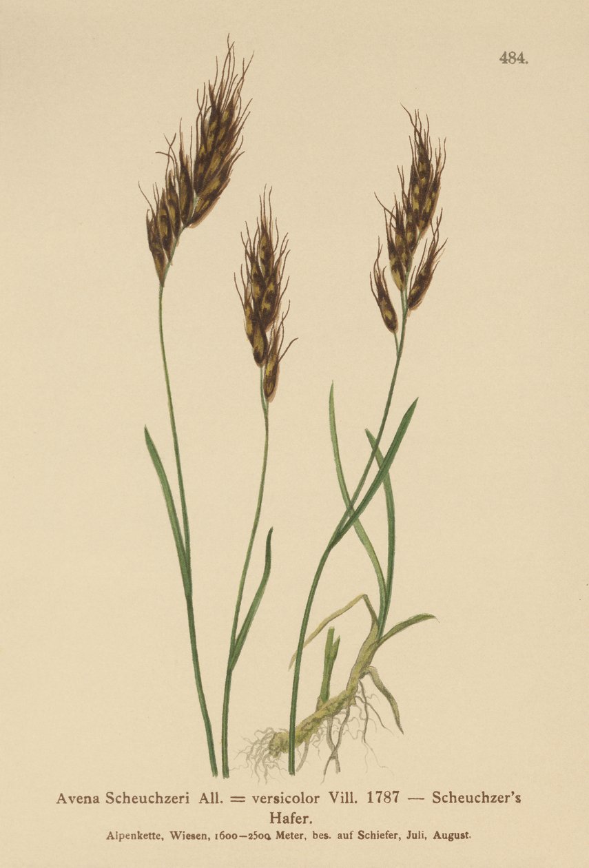 Hierba de Avena (Avena Scheuchzeri, Avena versicolor, Avena alpina) de German School