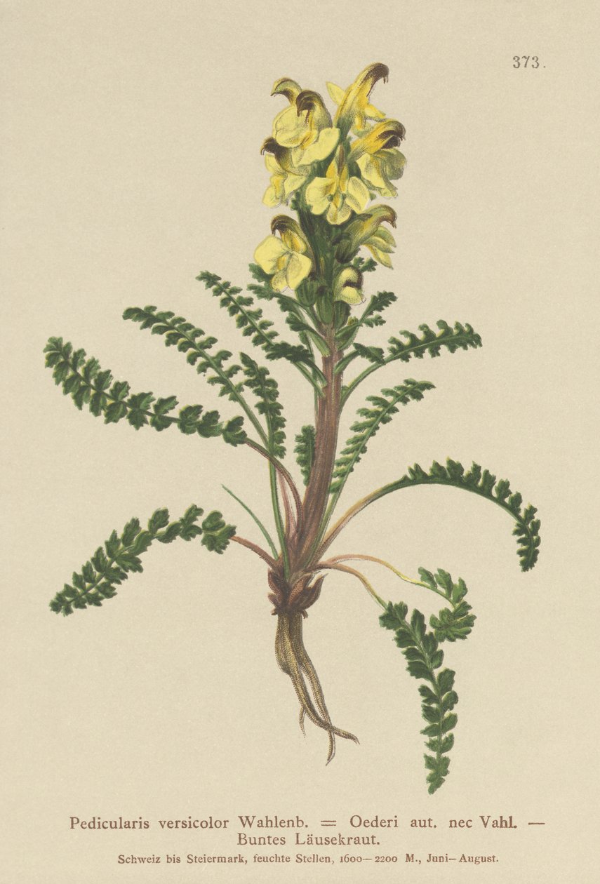 Pedicularis de Oeder (Pedicularis versicolor, Pedicularis Oederi) de German School