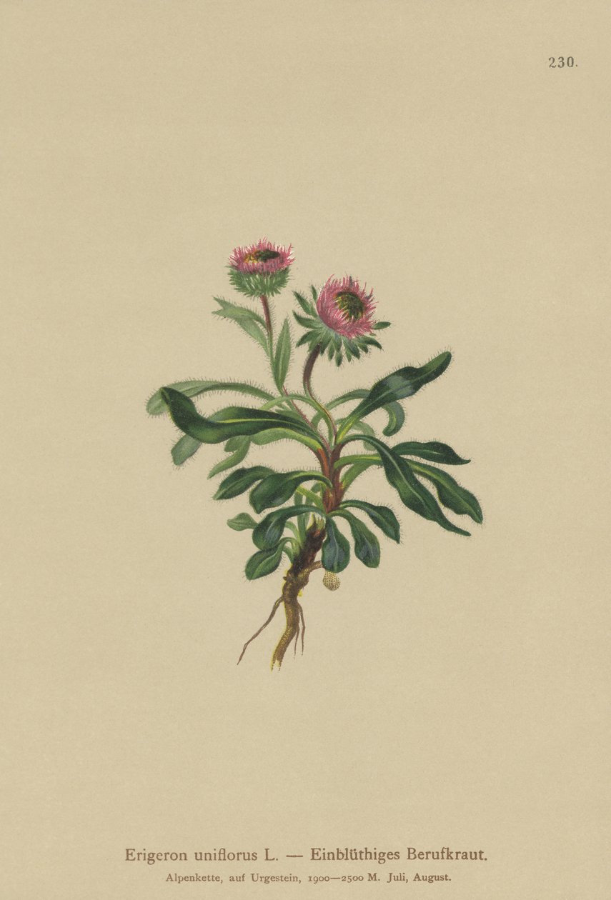 Erigeron de una flor (Erigeron uniflorus) de German School