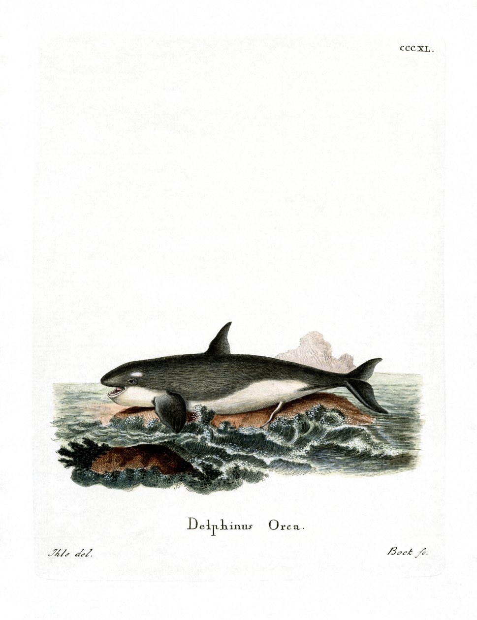 Orca de German School