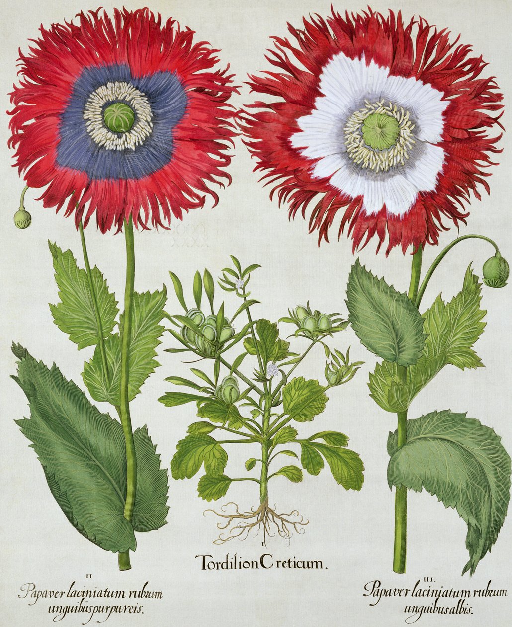 Amapolas ornamentales, de Hortus Eystettensis por Basil Besler, pub. 1613 de German School