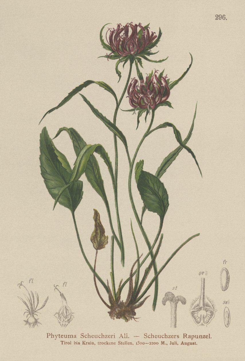 Rampion de Oxford (Phyteuma Scheuchzeri) de German School
