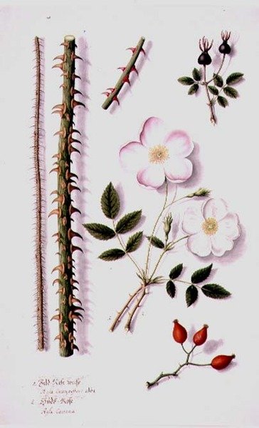 Rosa de campo blanca (Rosa silvestris alba) y rosa canina (Rosa canina) c.1820 de German School