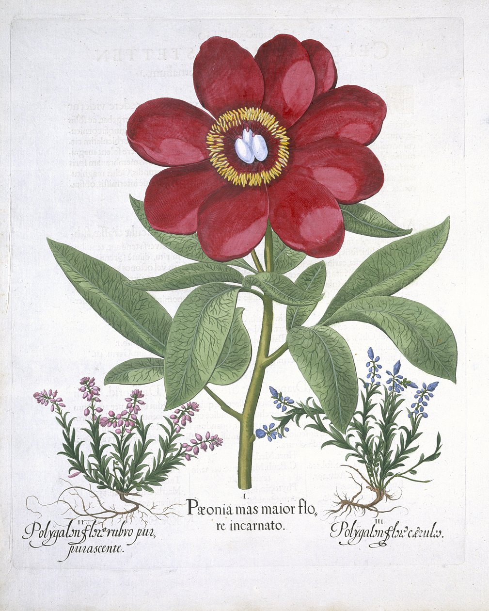 Peonía y dos Polígalos, de Hortus Eystettensis por Basil Besler (1561-1629) publicado en 1613 de German School