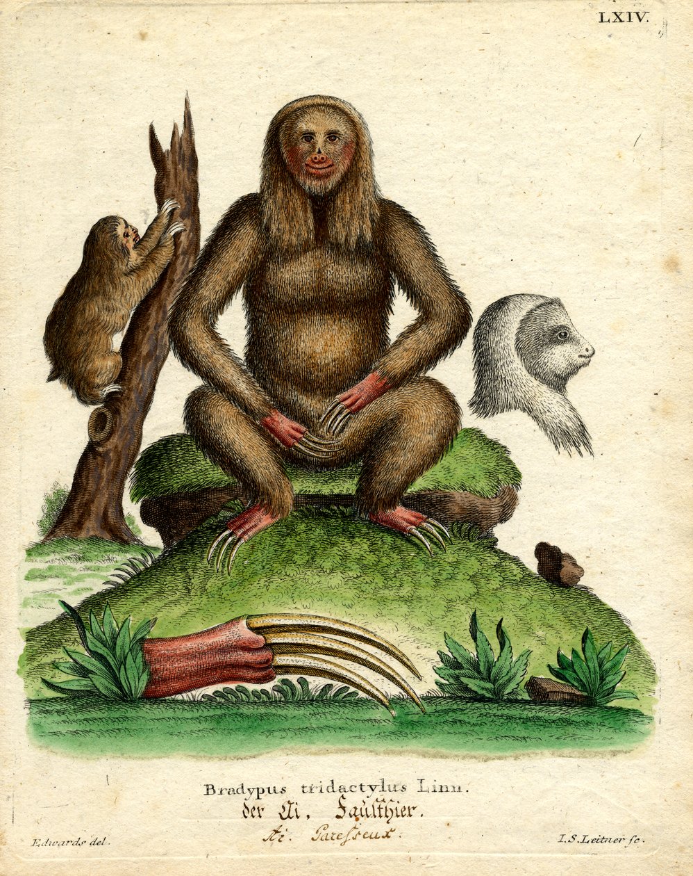 Perezoso de Garganta Pálida de German School