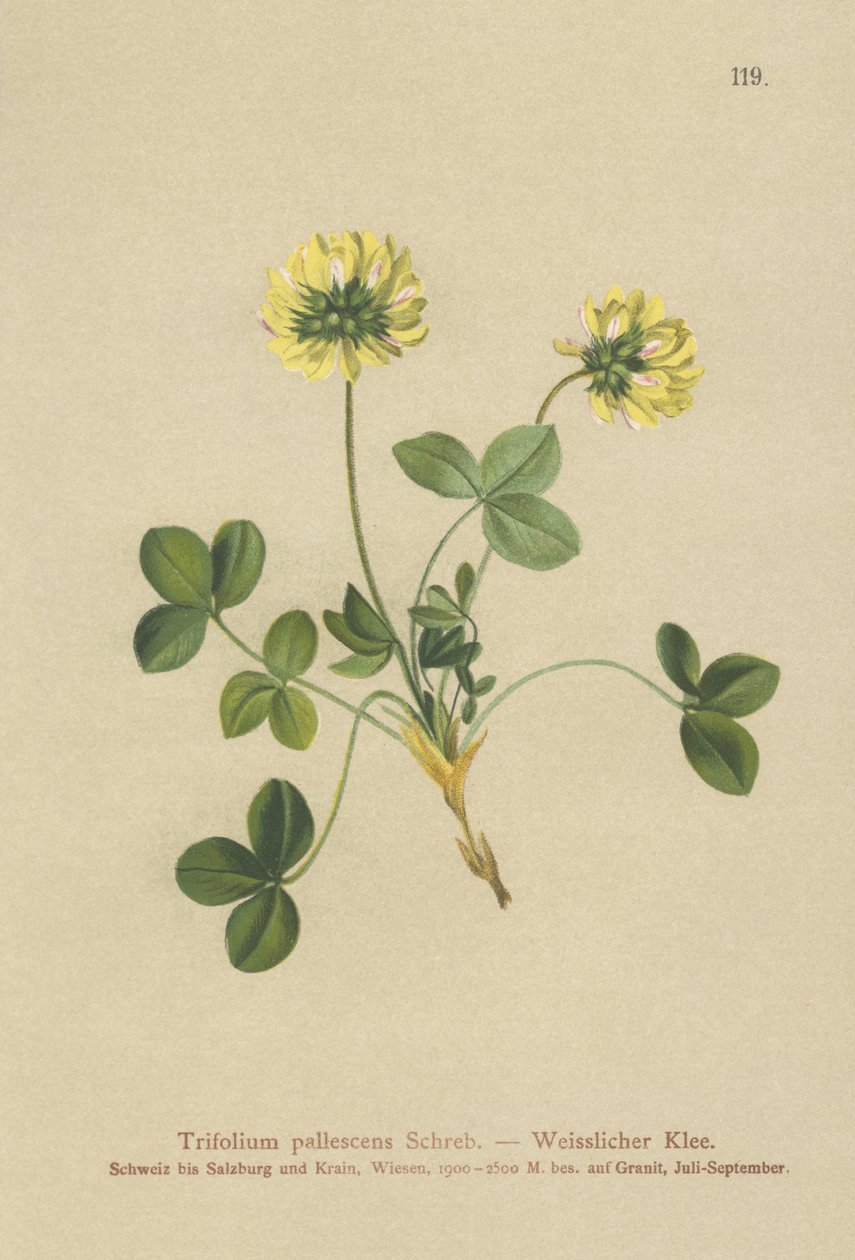 Trébol pálido (Trifolium pallescens) de German School