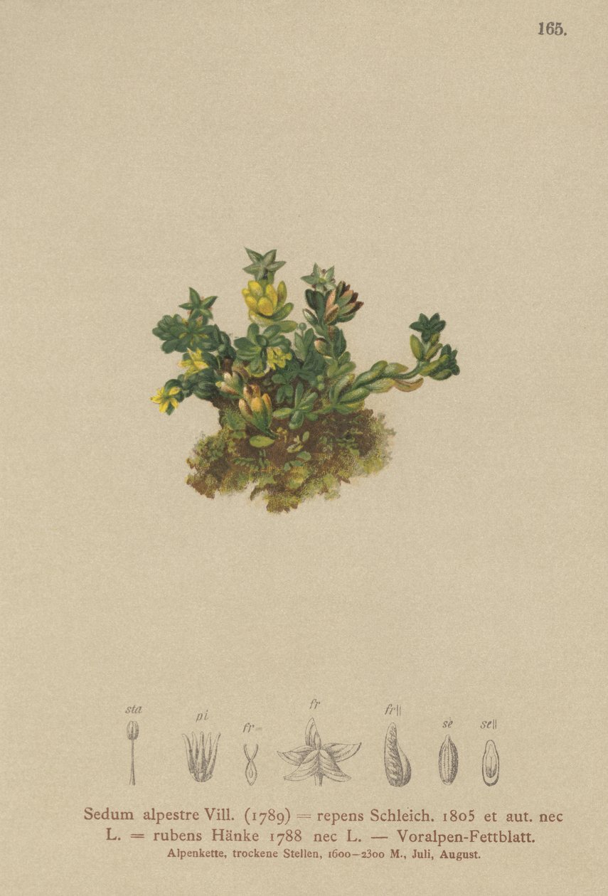 Sedum pálido (Sedum alpestre, Sedum repens, Sedum rubens) de German School