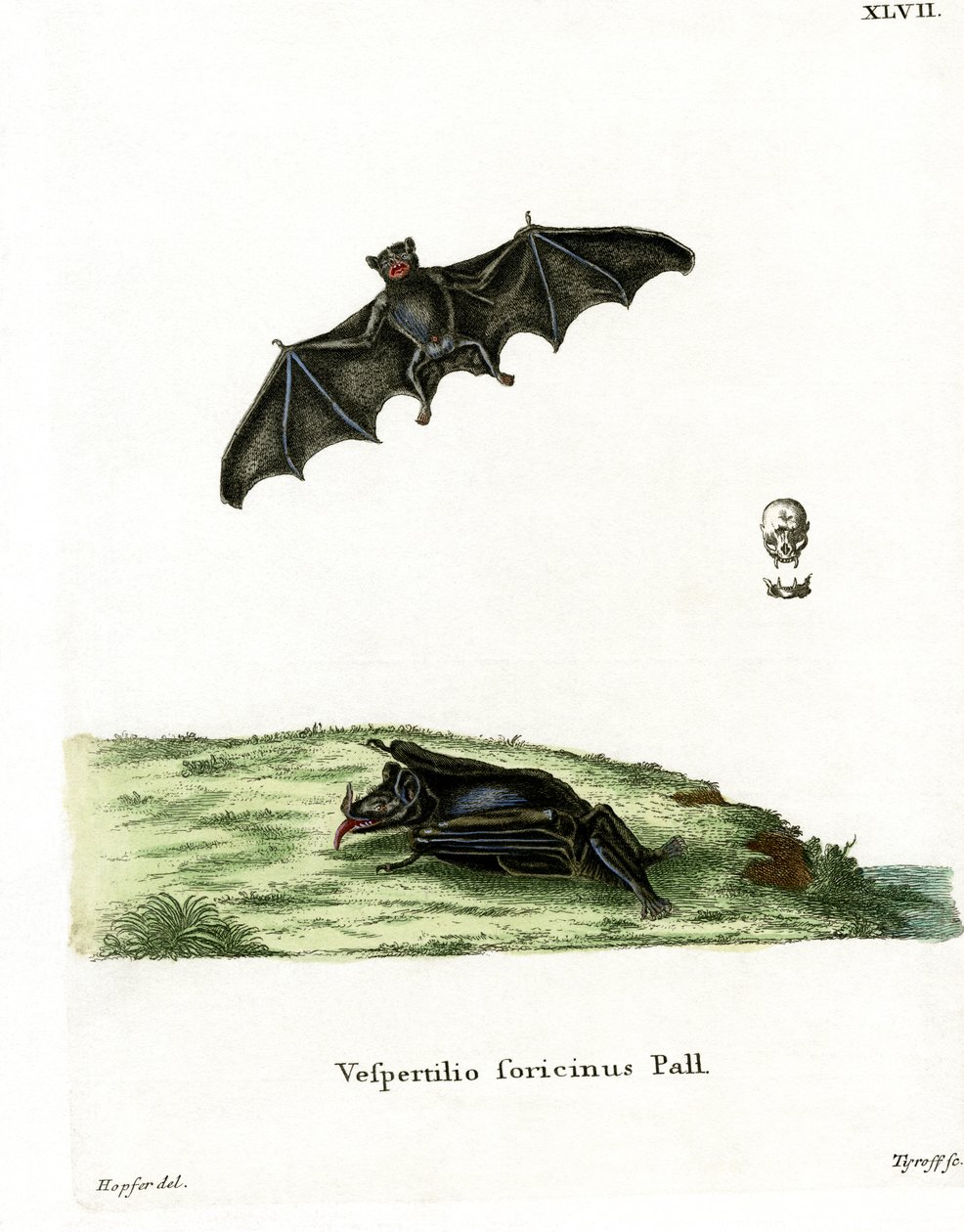 Murciélago de lengua larga de Pallas de German School