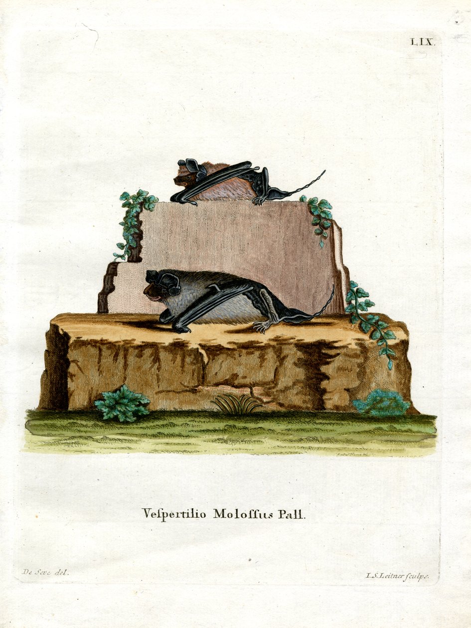 Murciélago Mastín de Pallas de German School