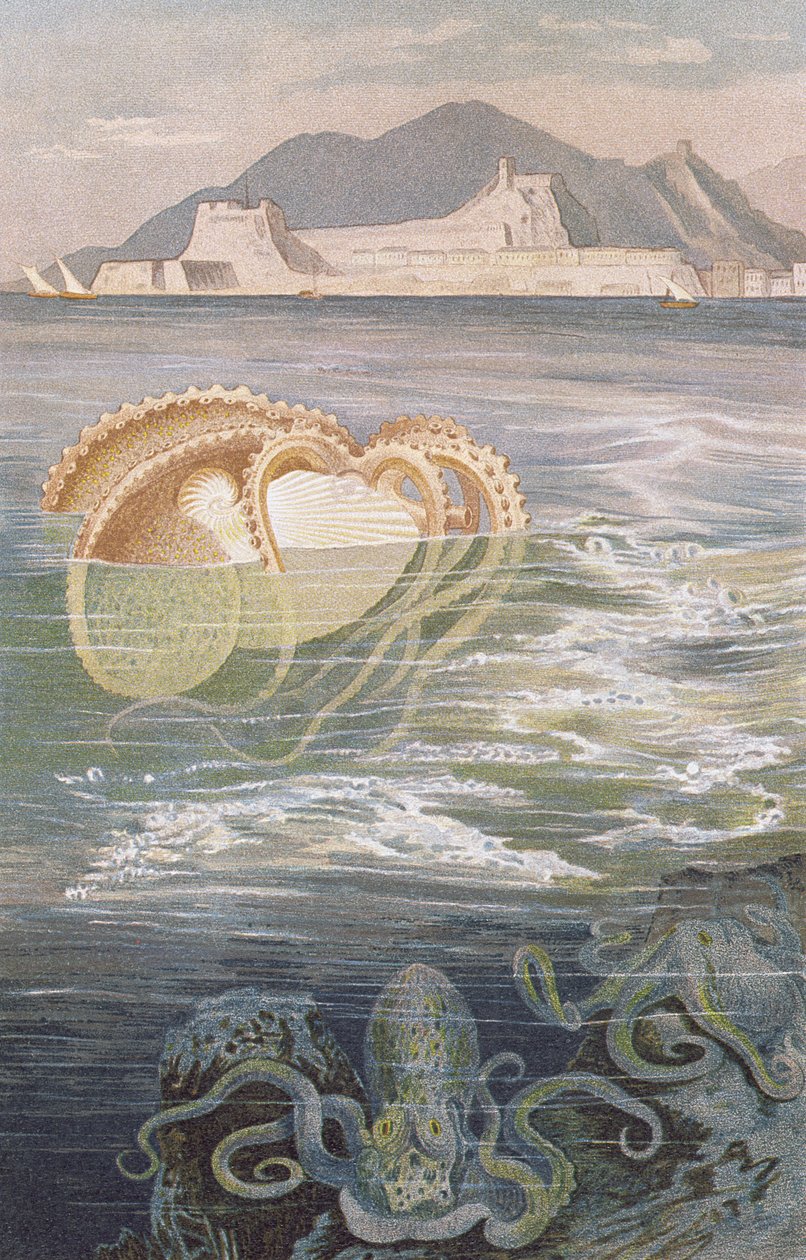 Nautilus de papel, lámina de Brehms Tierleben: Allgemeine Kunde des Tierreichs, vol.10, p.273, publicado por Bibliographisches Institut, 1893 de German School