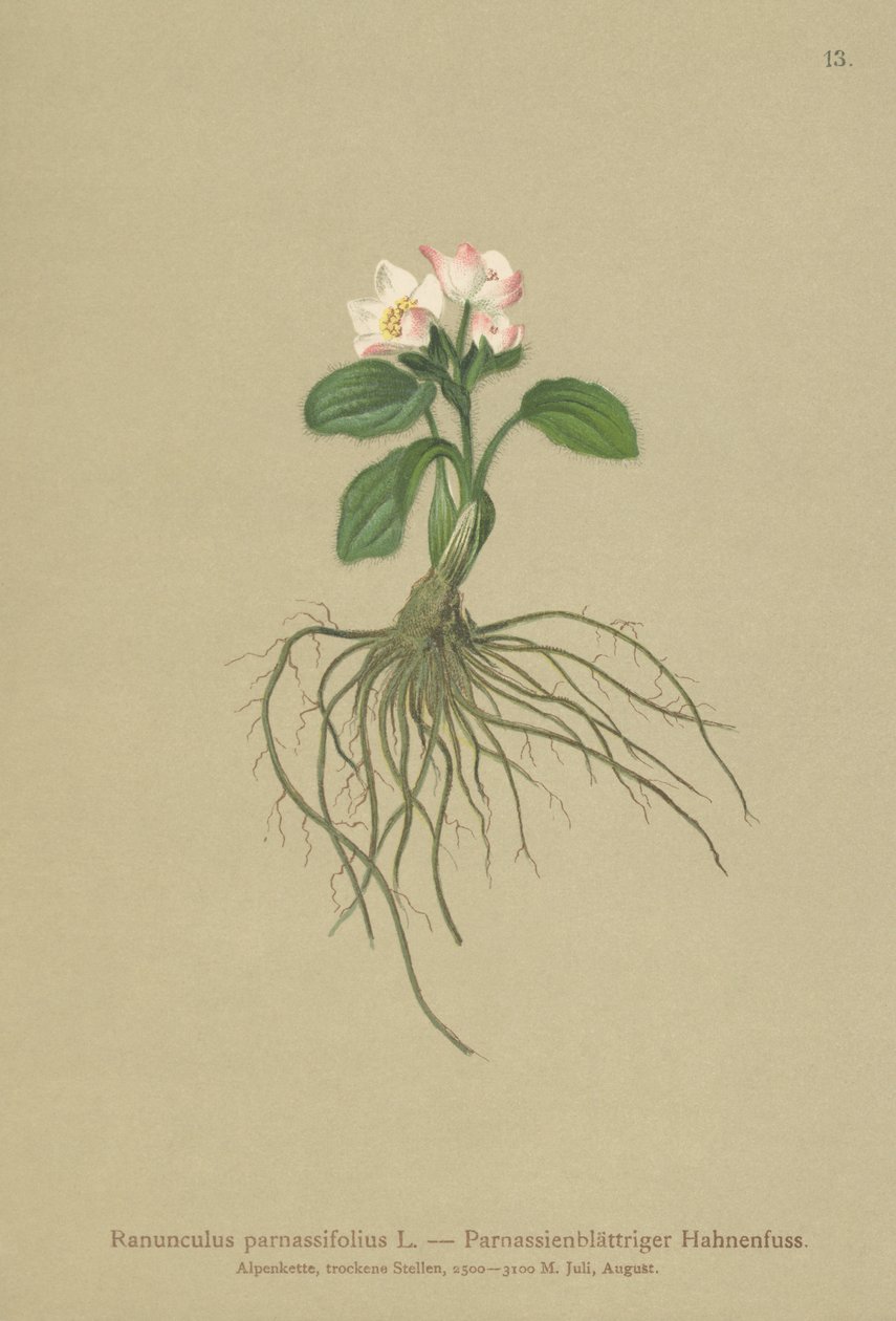 Ranúnculo de hojas de parnassia (Ranunculus parnassifolius) de German School