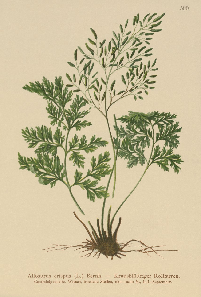 Allosurus crispus, Cryptogramma crispa, Osmunda crispa, Allosorus crispus de German School