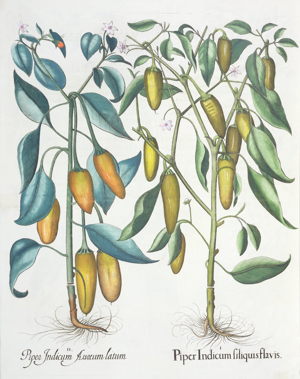 Pimientos: 1.Piper Indicum filiquis flavis; 2.Piper Indicum aureum latum, del Hortus Eystettensis por Basil Besler (1561-1629), pub. 1613 de German School