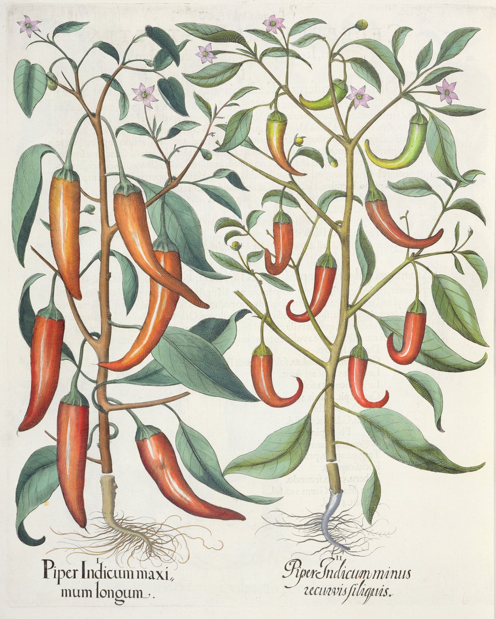 Pimientos: 1.Piper Indicum maximum longum; 2.Piper Indicum minus recurvis filiquis, del Hortus Eystettensis por Basil Besler (1561-1629), pub. 1613 de German School