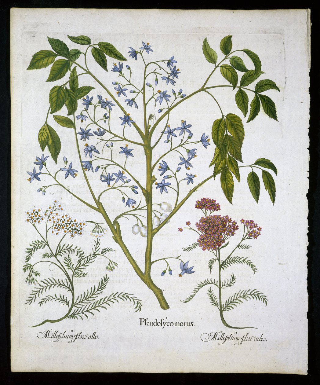 Lila Persa o Orgullo de la India, y Achillea Millefolium (Hierba de los Soldados) lámina 136 de Hortus Eystettensis por Basil Besler (1561-1629) publicado en 1613 de German School
