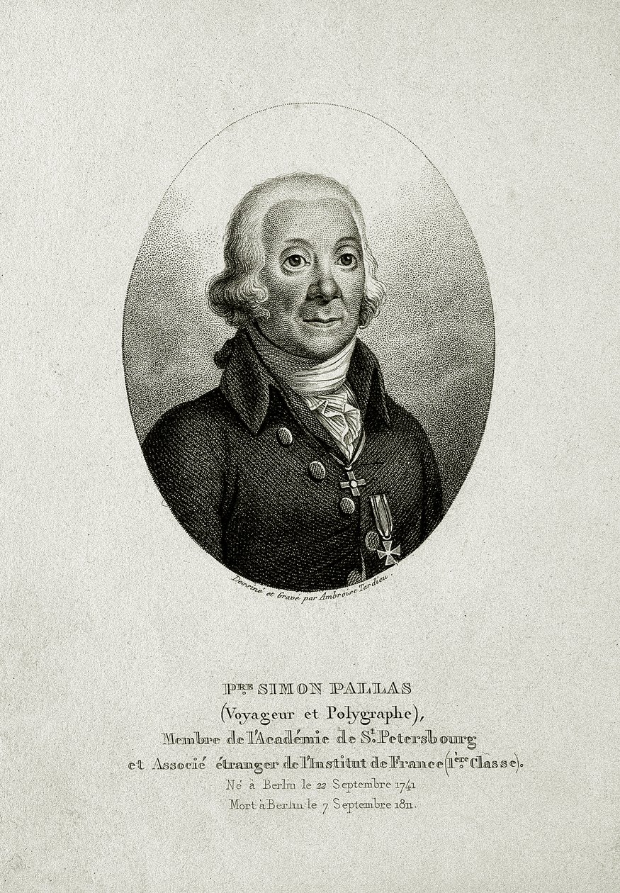Peter Simon Pallas (1741 – 1811) de German School