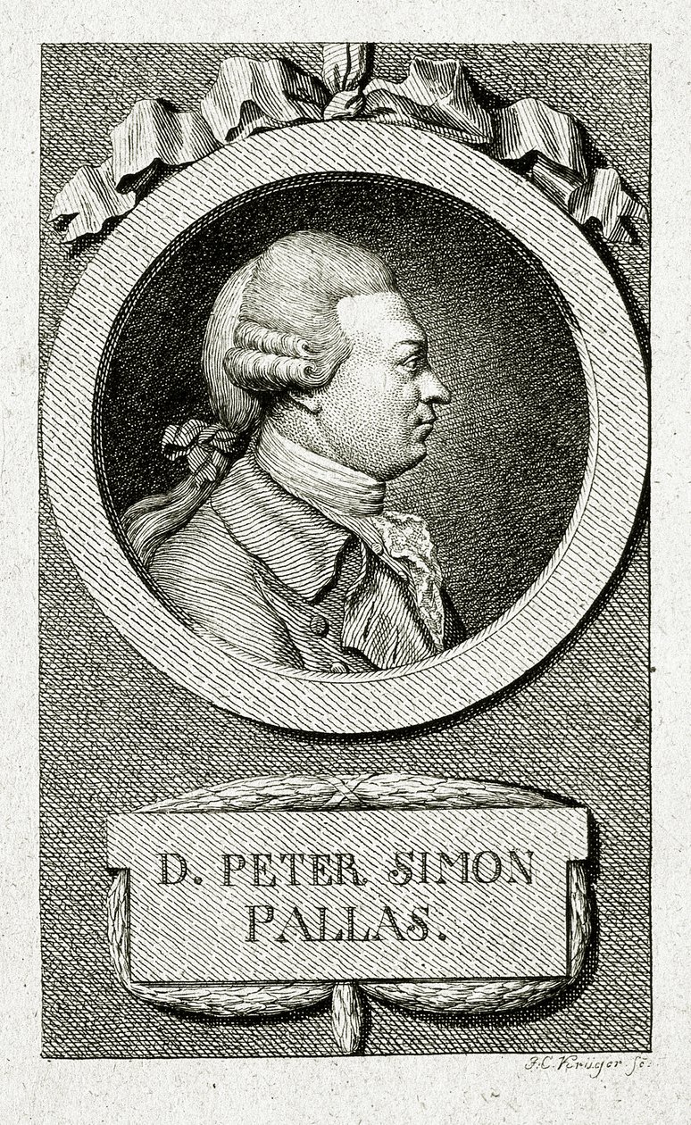 Peter Simon Pallas (1741 – 1811) de German School