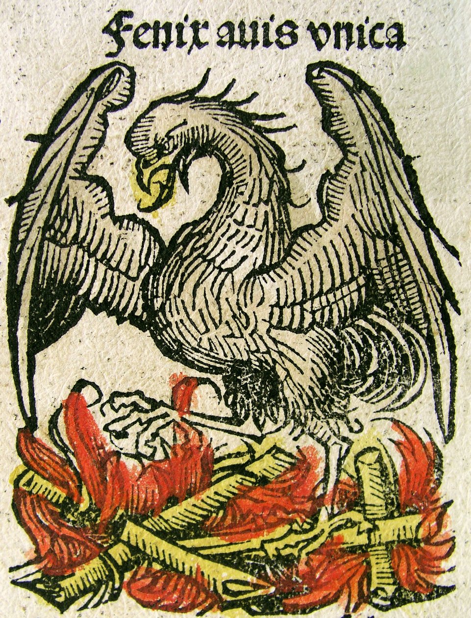 Fénix, publicado en la Crónica de Núremberg, 1493 de German School