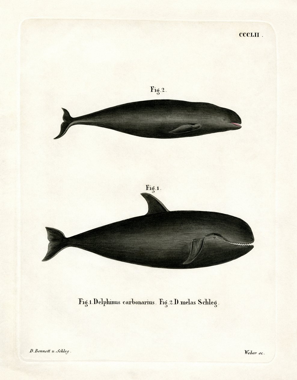 Ballena Piloto de German School