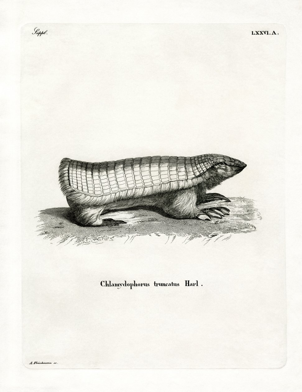 Armadillo Hada Rosa de German School