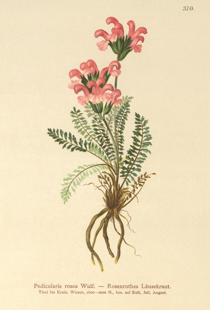 Pedicularis rosada (Pedicularis rosea) de German School