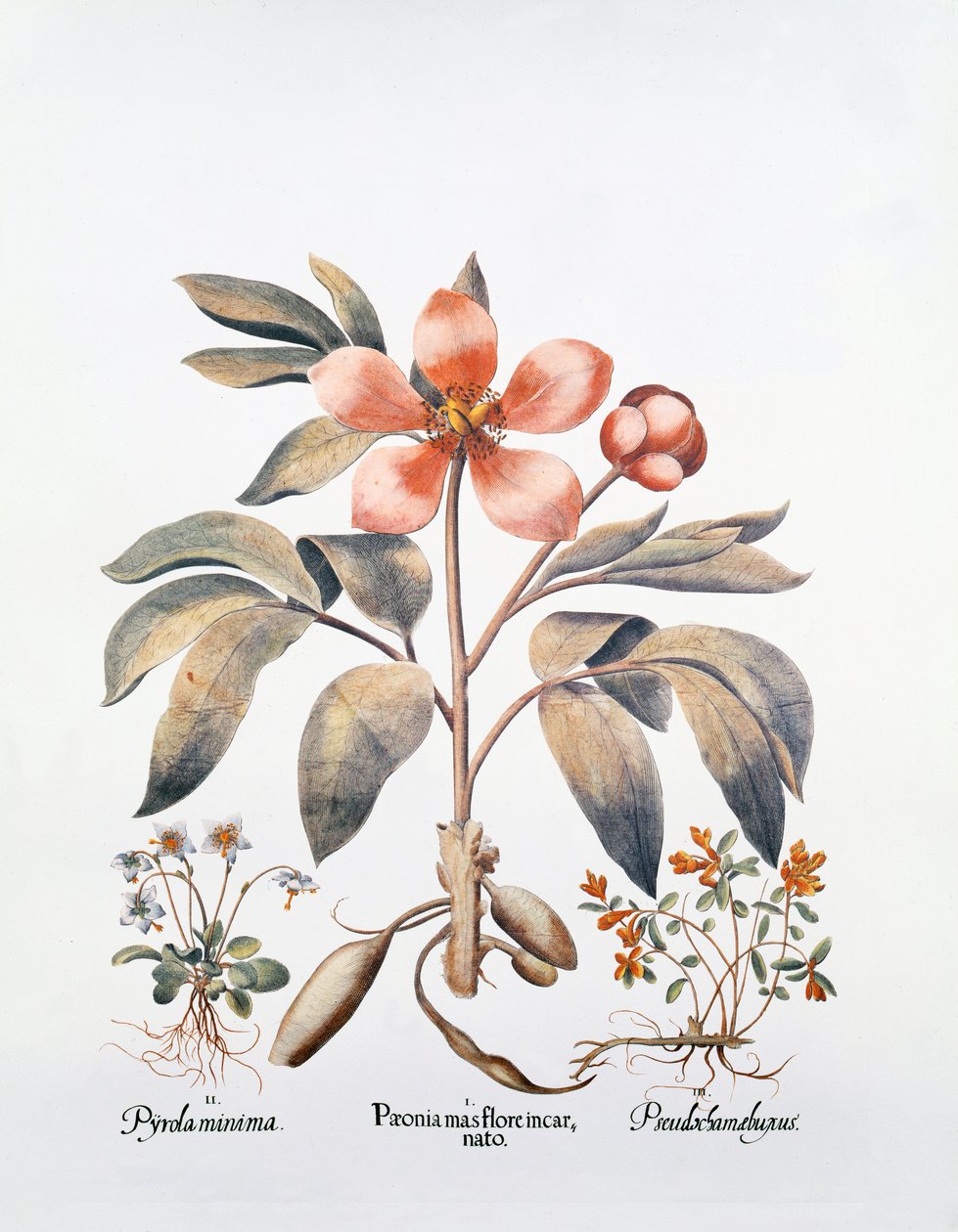 Peonía rosa de German School