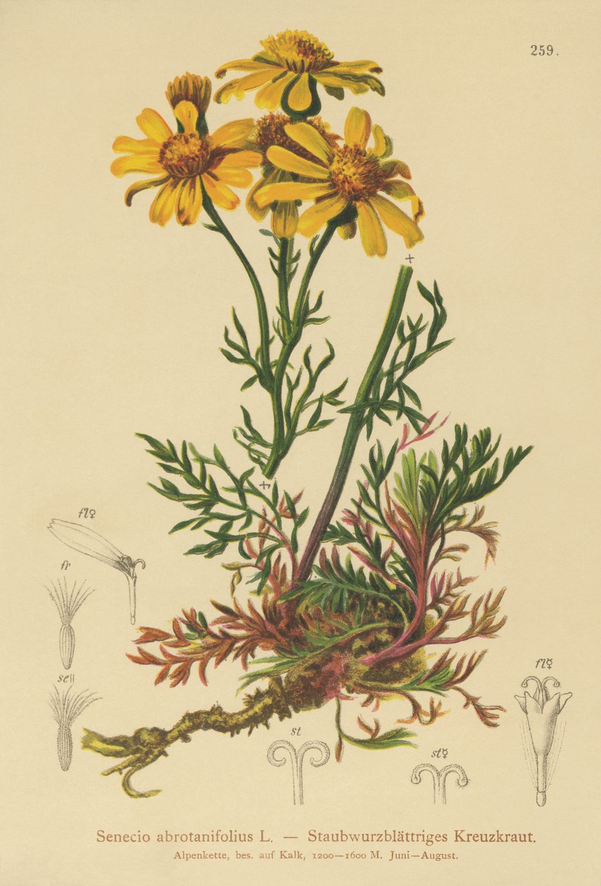 Senecio de hojas pinnadas (Senecio abrotanifolius, Jacobaea abrotanifolia) de German School