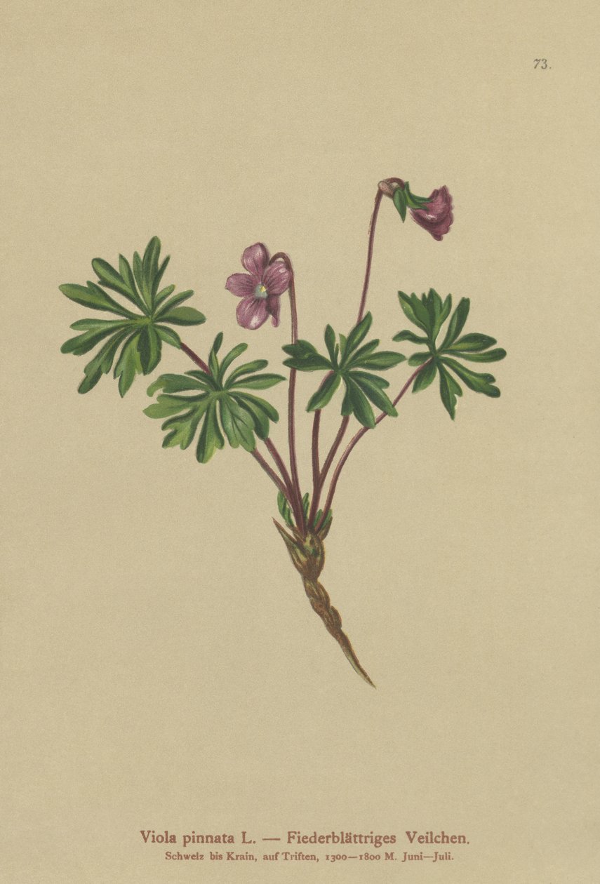 Violeta pinnada (Viola pinnata) de German School