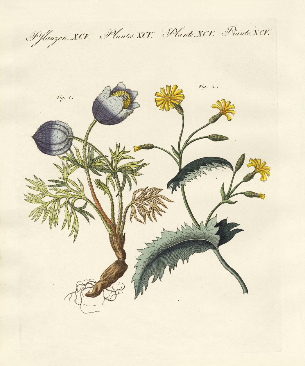 Plantas venenosas alemanas de German School