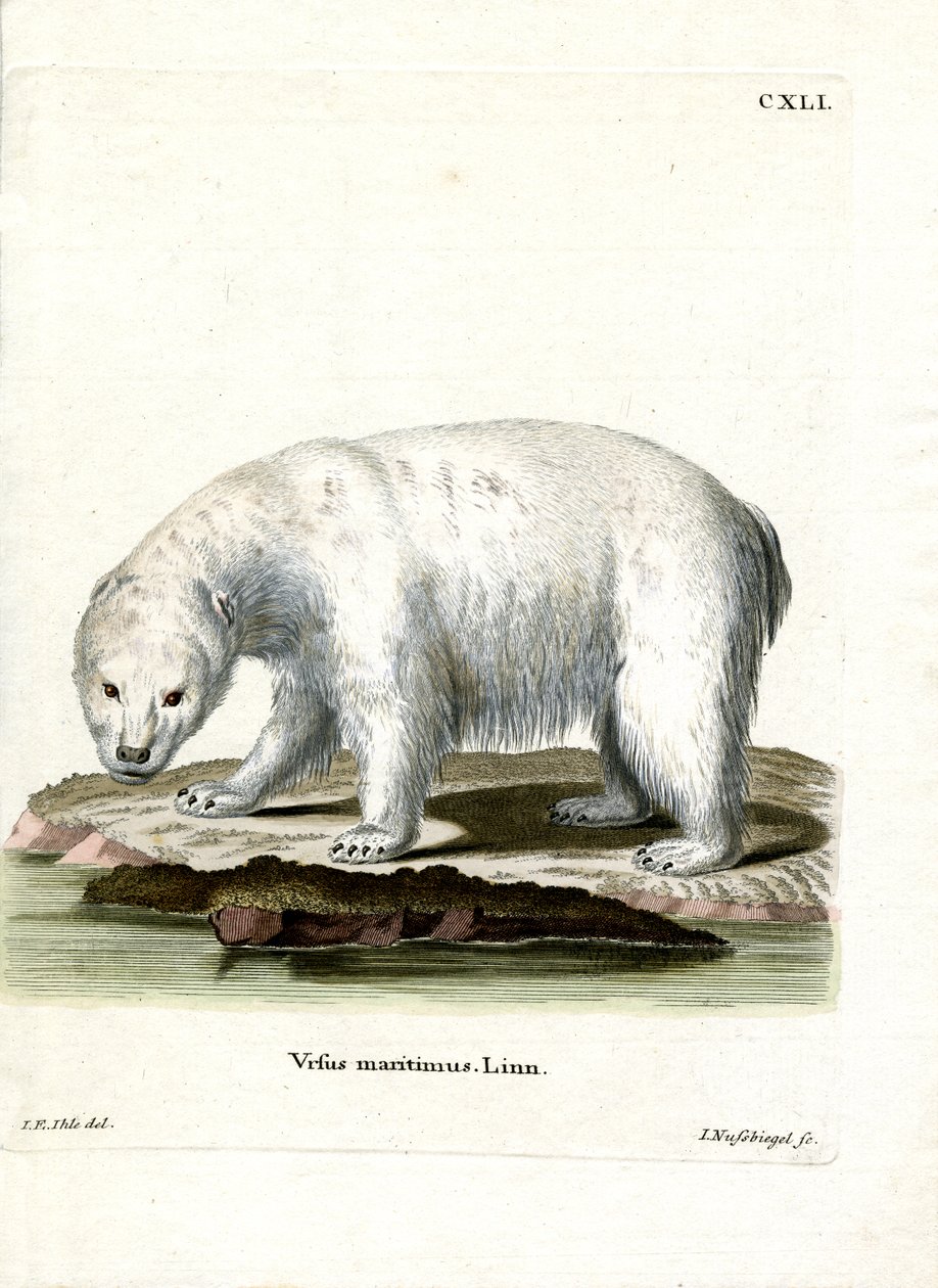 Oso Polar de German School