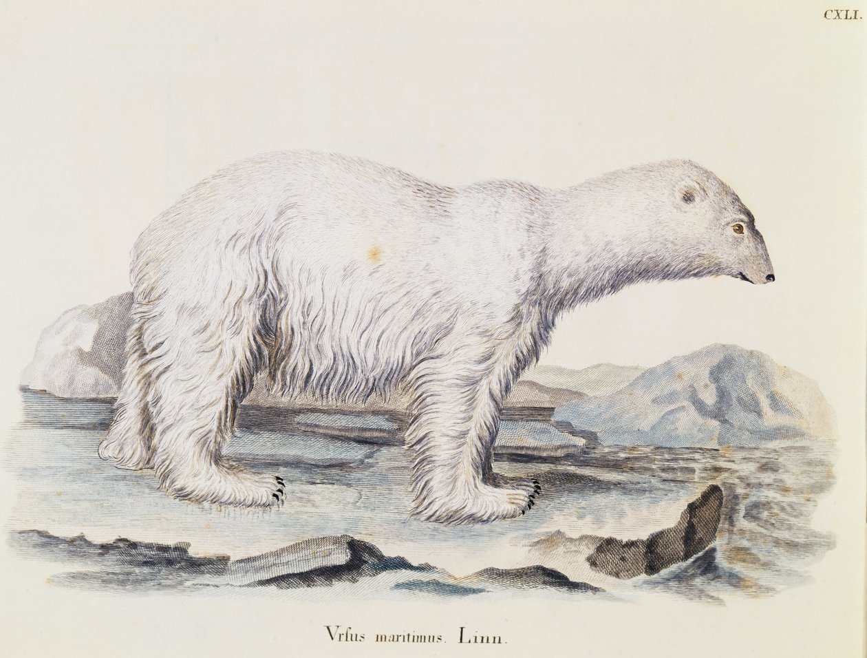 Oso polar (Ursus maritimus), de Mamíferos ilustrados de la naturaleza con descripciones, por Johann Christian Daniel von Schreber, grabado por IC Bock después de un dibujo de Marechal, volumen 3, tabla 141, Alemania de German School