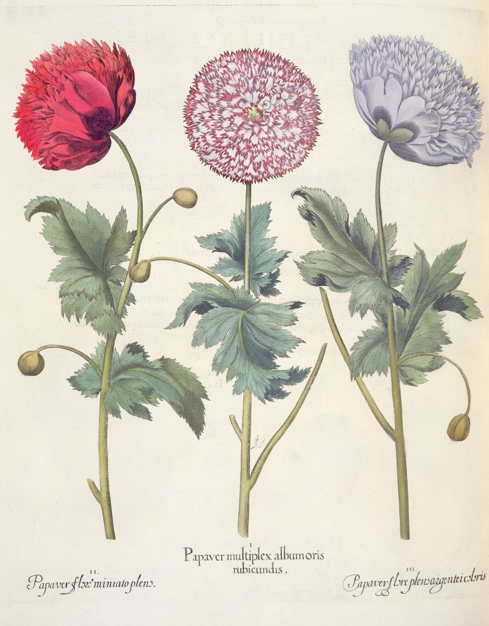 Amapolas: 1.Papaver multiplex albumoris rubicundis; 2.Papaver flore miniato plens; 3.Papaver flore plensargentei coloris, del Hortus Eystettensis por Basil Besler (1561-1629), pub. 1613 de German School