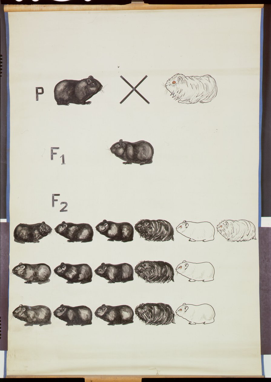 Póster que demuestra la Ley de Mendel en cobayas de German School