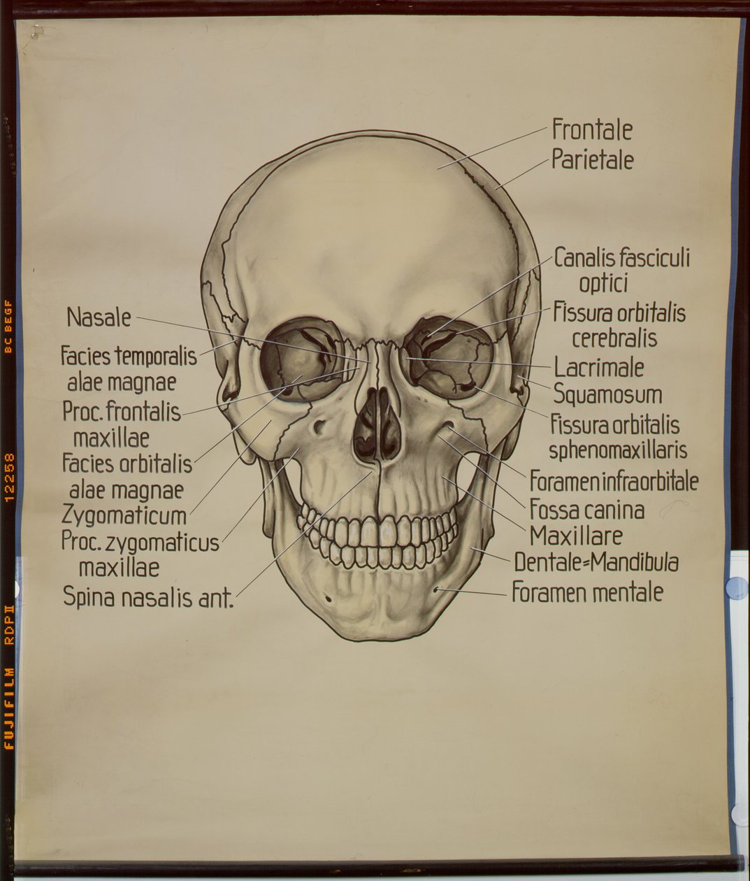 Póster de un cráneo humano de German School