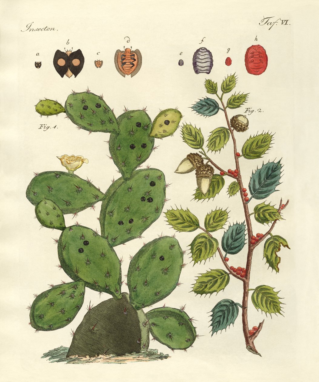 Insectos preciosos de German School