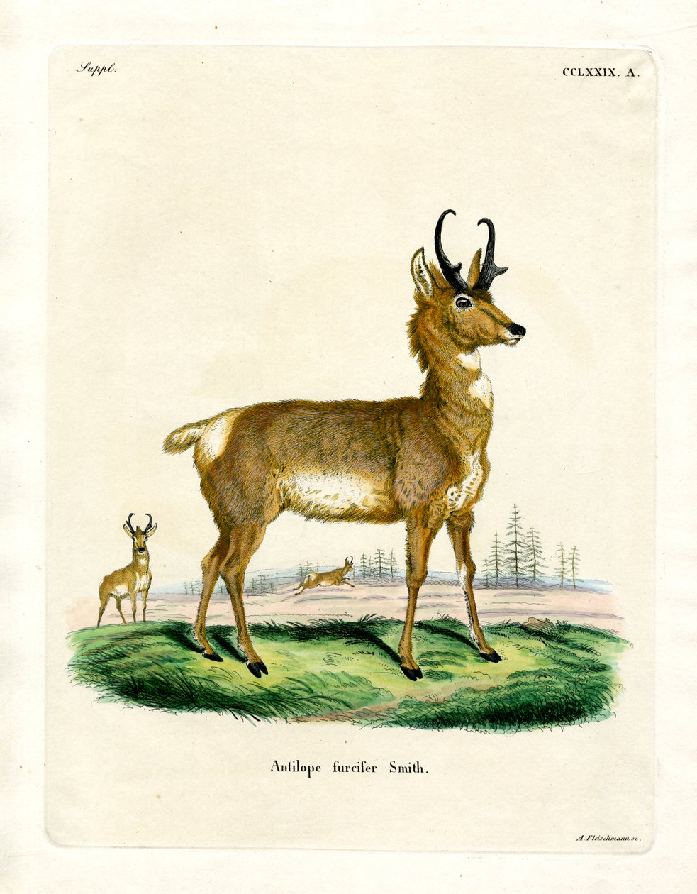 Antílope Pronghorn de German School