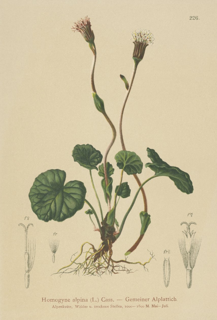 Pie de potro púrpura (Homogyne alpina) de German School