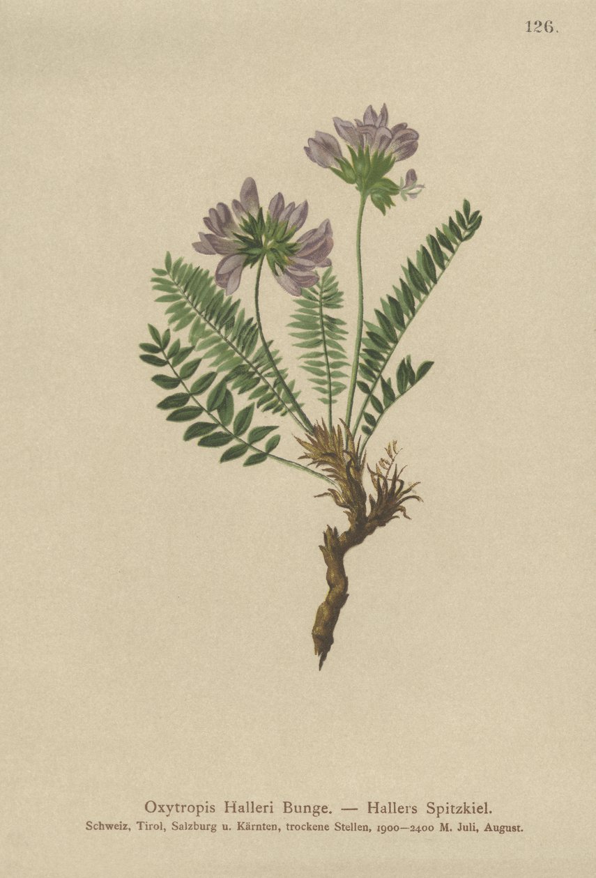 Oxytropis púrpura (Oxytropis Halleri) de German School