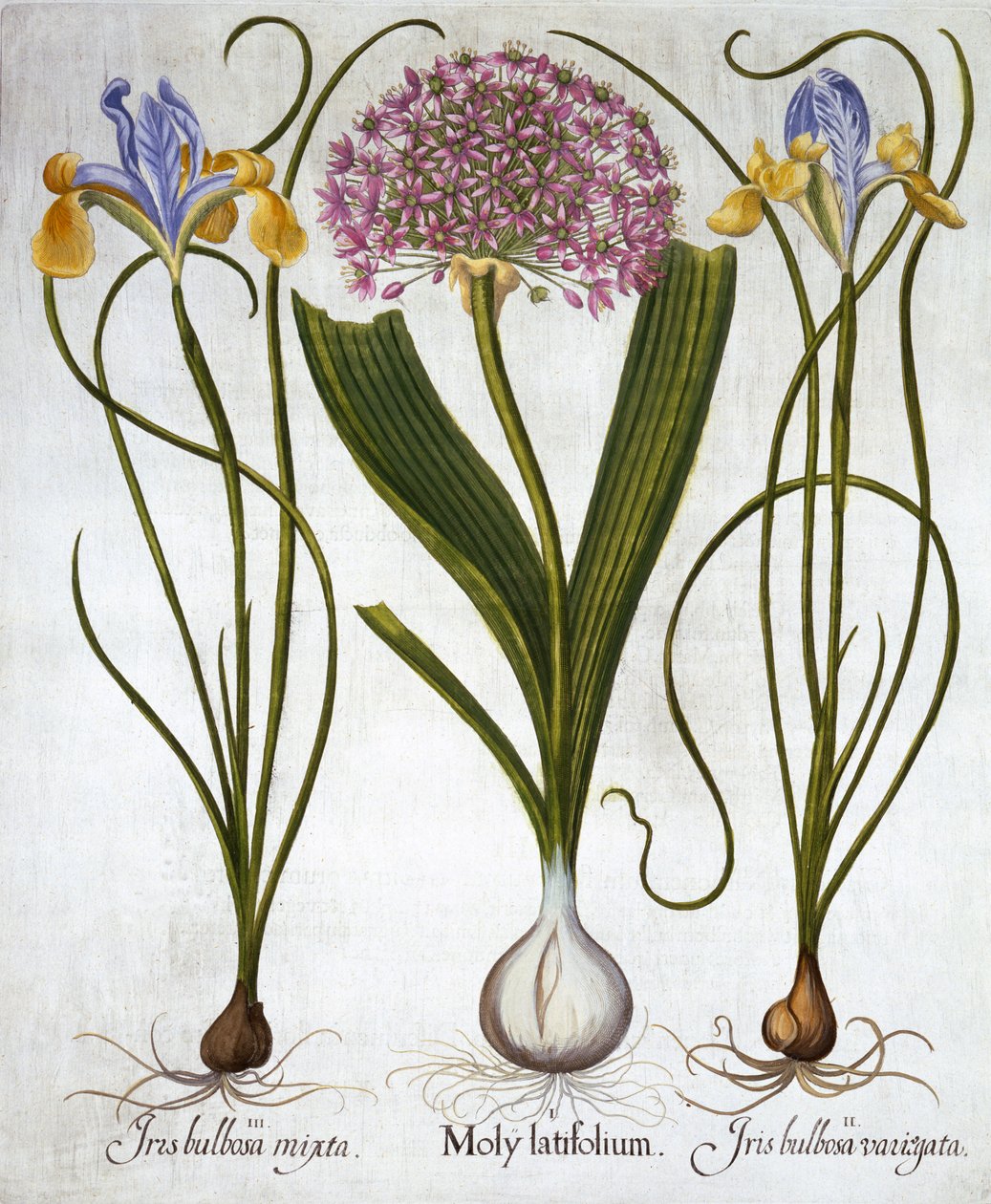 Sensación púrpura e iris españoles, de Hortus Eystettensis, por Basil Besler, pub. 1613 de German School
