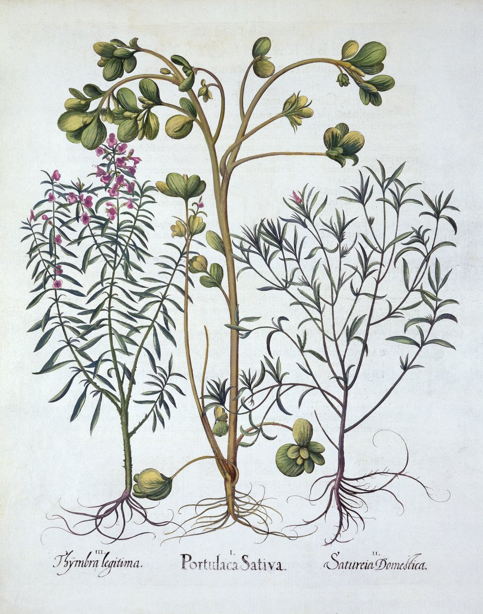 Verdolaga, Ajedrea de Verano y Ajedrea de Invierno, de Hortus Eystettensis, por Basil Besler (1561-1629), pub. 1613 de German School