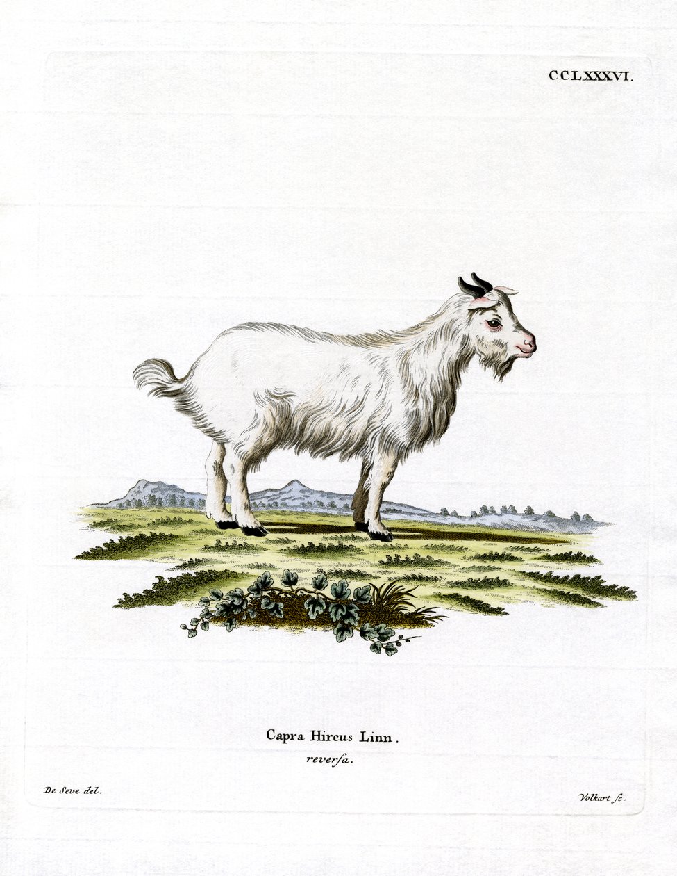 Cabra Pigmea de German School