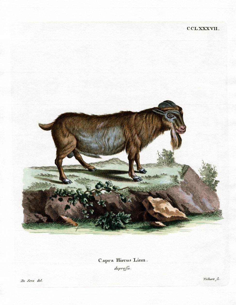 Cabra pigmea de German School