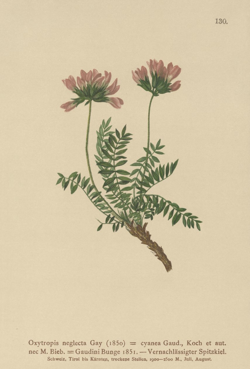 Astrágalo pirenaico (Oxytropis neglecta, Oxytropis cyanea, Oxytropis Gaudini, Oxytropis albana, Oxytropis caucasica, Oxytropis pyrenaica, Astragalus pyrenaicus) de German School
